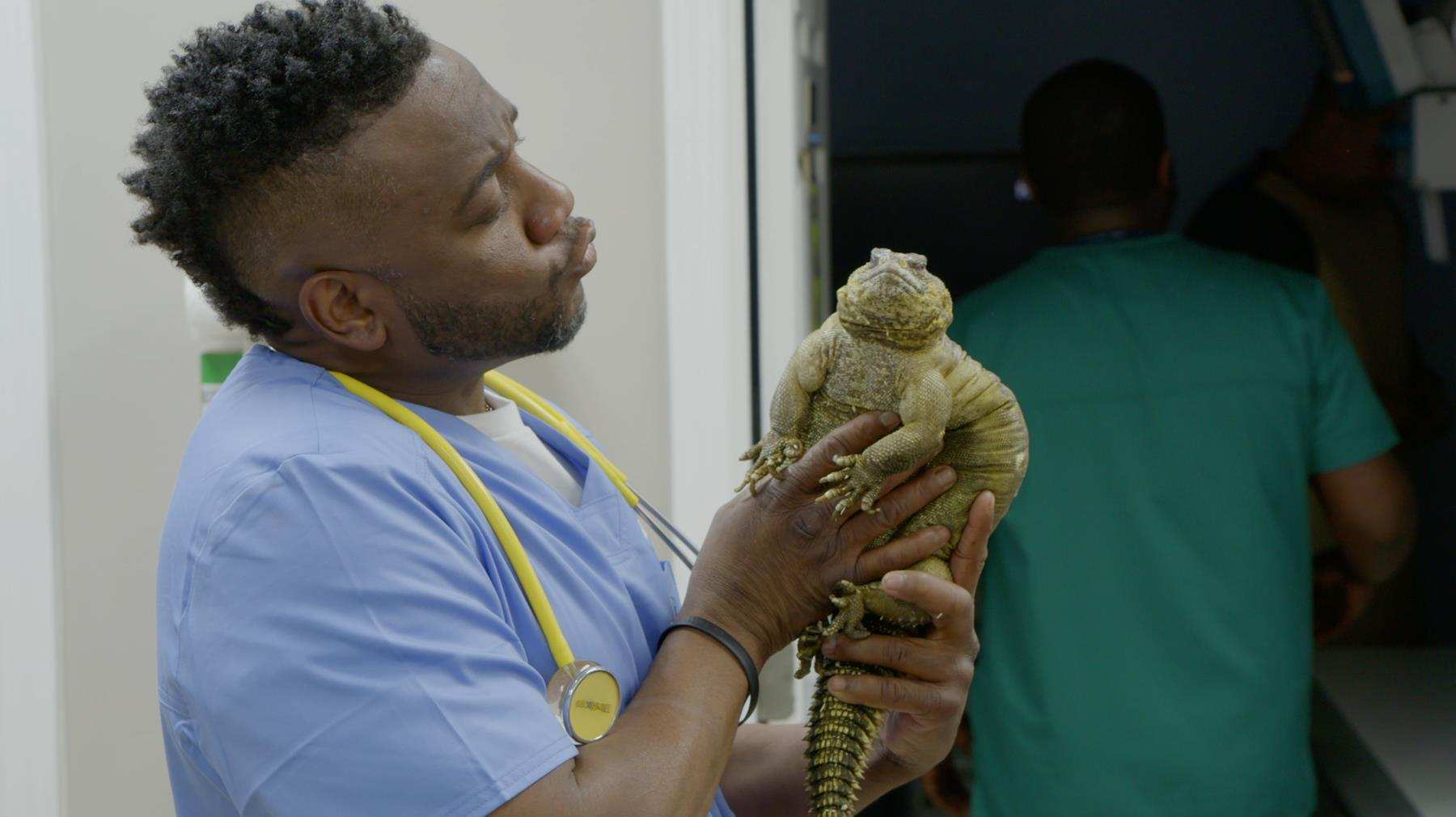 Dr. Hodges talks to Bindi the Uromastyx. Bindi's owners brought her to the clinic to see if she's pregnant, but it turns out her recent weight gain is just due to too many snacks. (National Geographic)